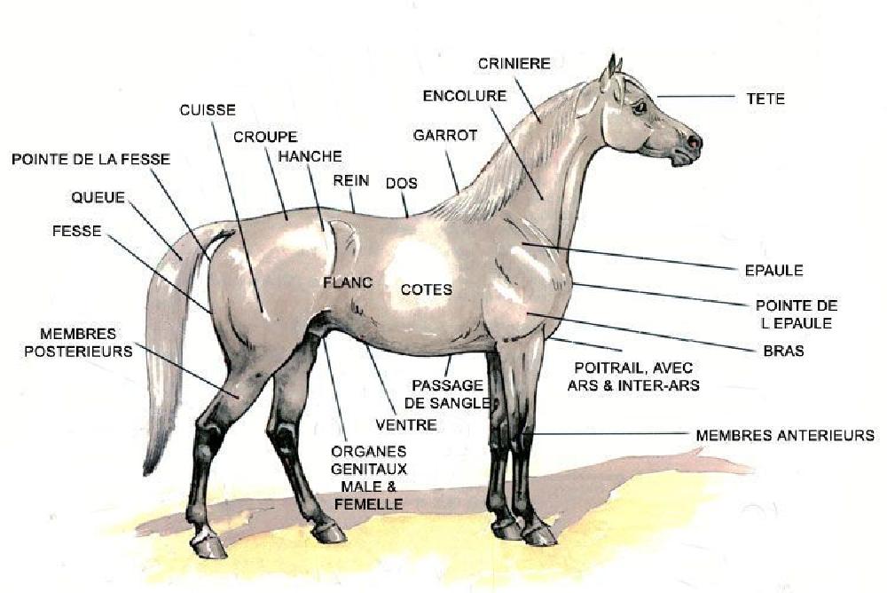 Les principales parties du cheval