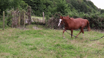 Reconnaître les trois allures: le pas, le trot, et le galop