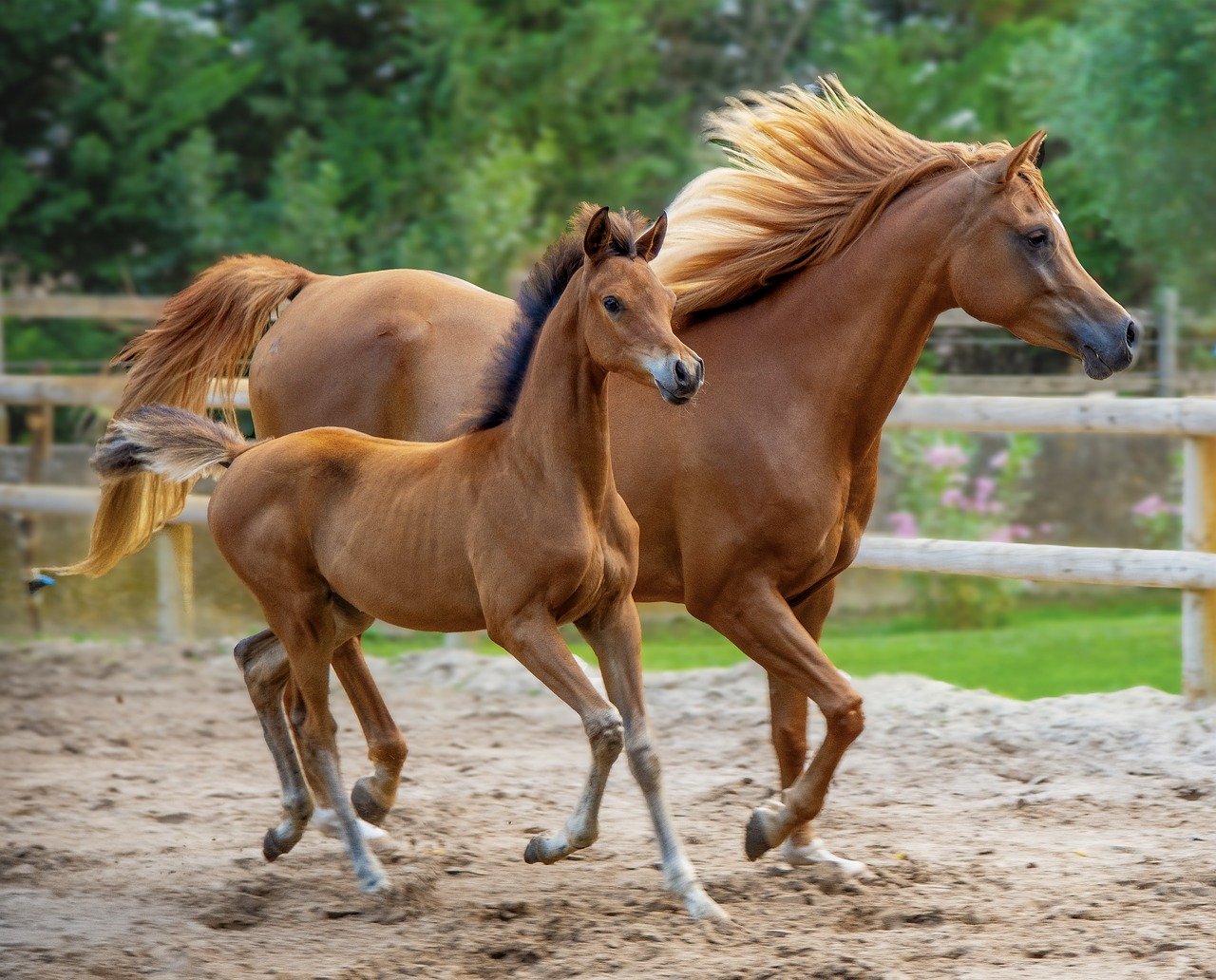 Les activités du cheval à  l'état naturel
