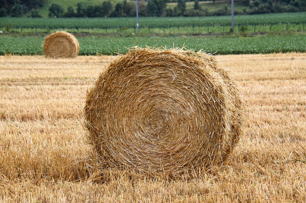Reconnaître les aliments de base suivants: herbe, foin, paille, céréales, granules.