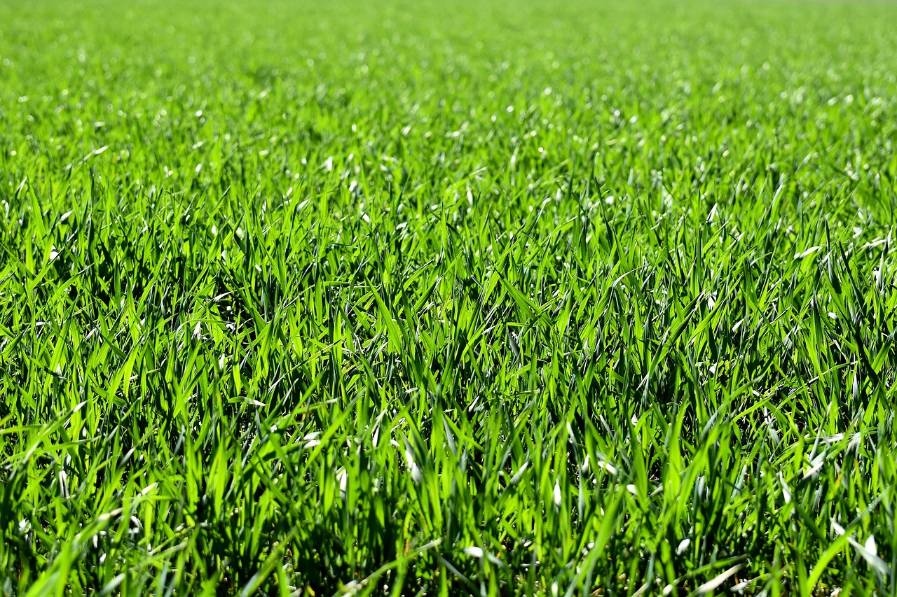 Reconnaître les aliments de base suivants: herbe, foin, paille, céréales, granules.