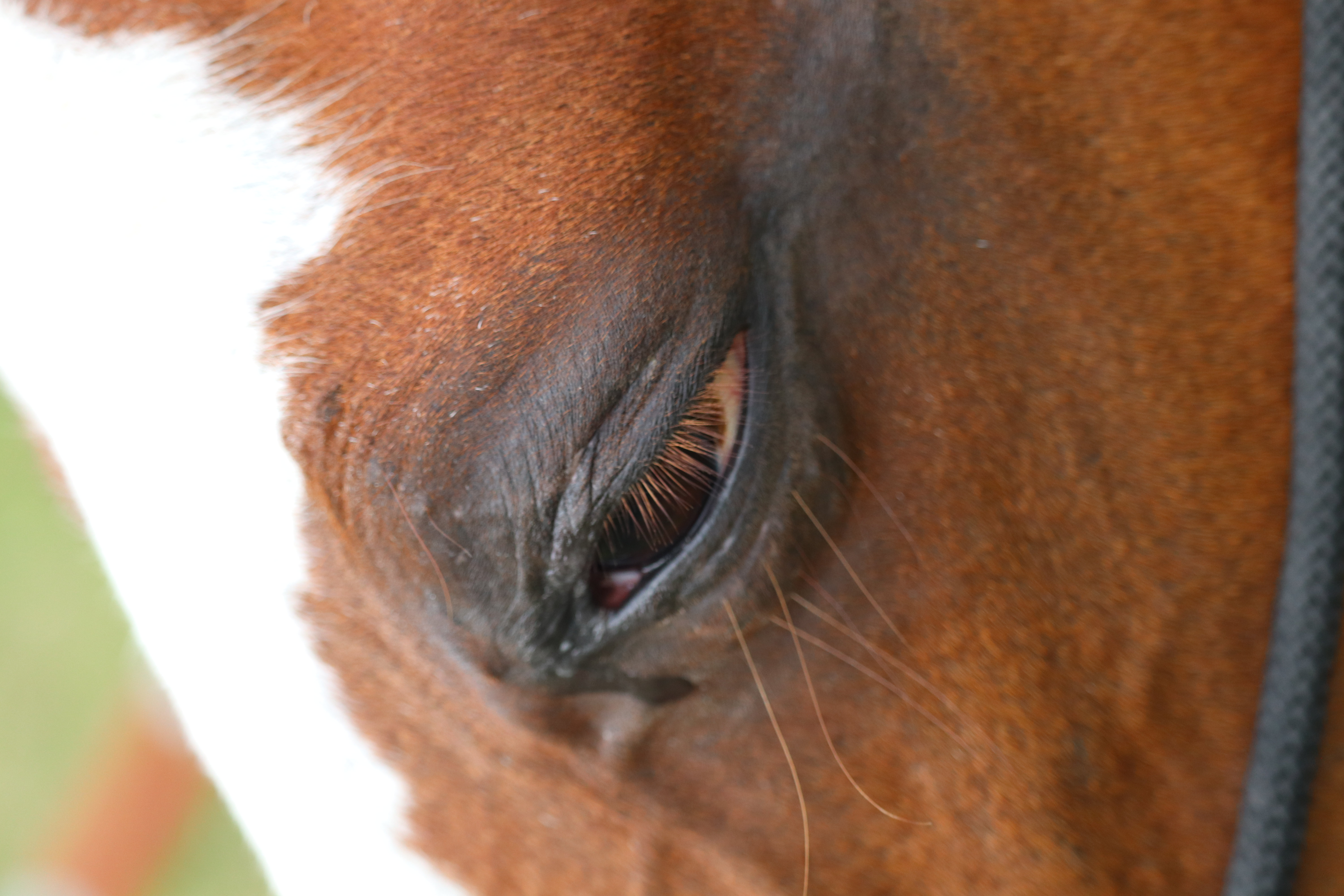 Les caracteristiques principales des 5sens du cheval (ou du poney)