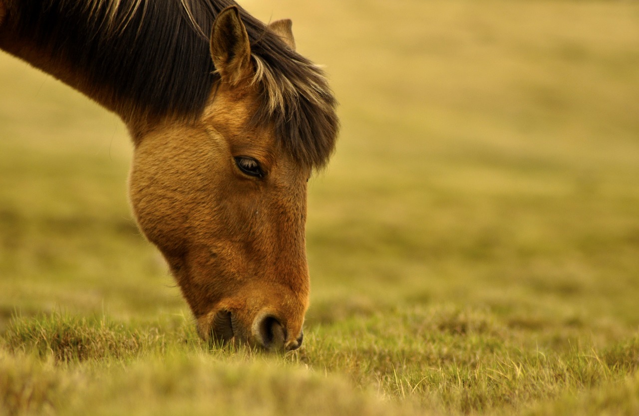 Les activités du cheval à  l'état naturel