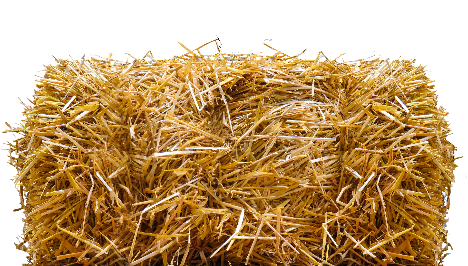 Lieu de vie du cheval