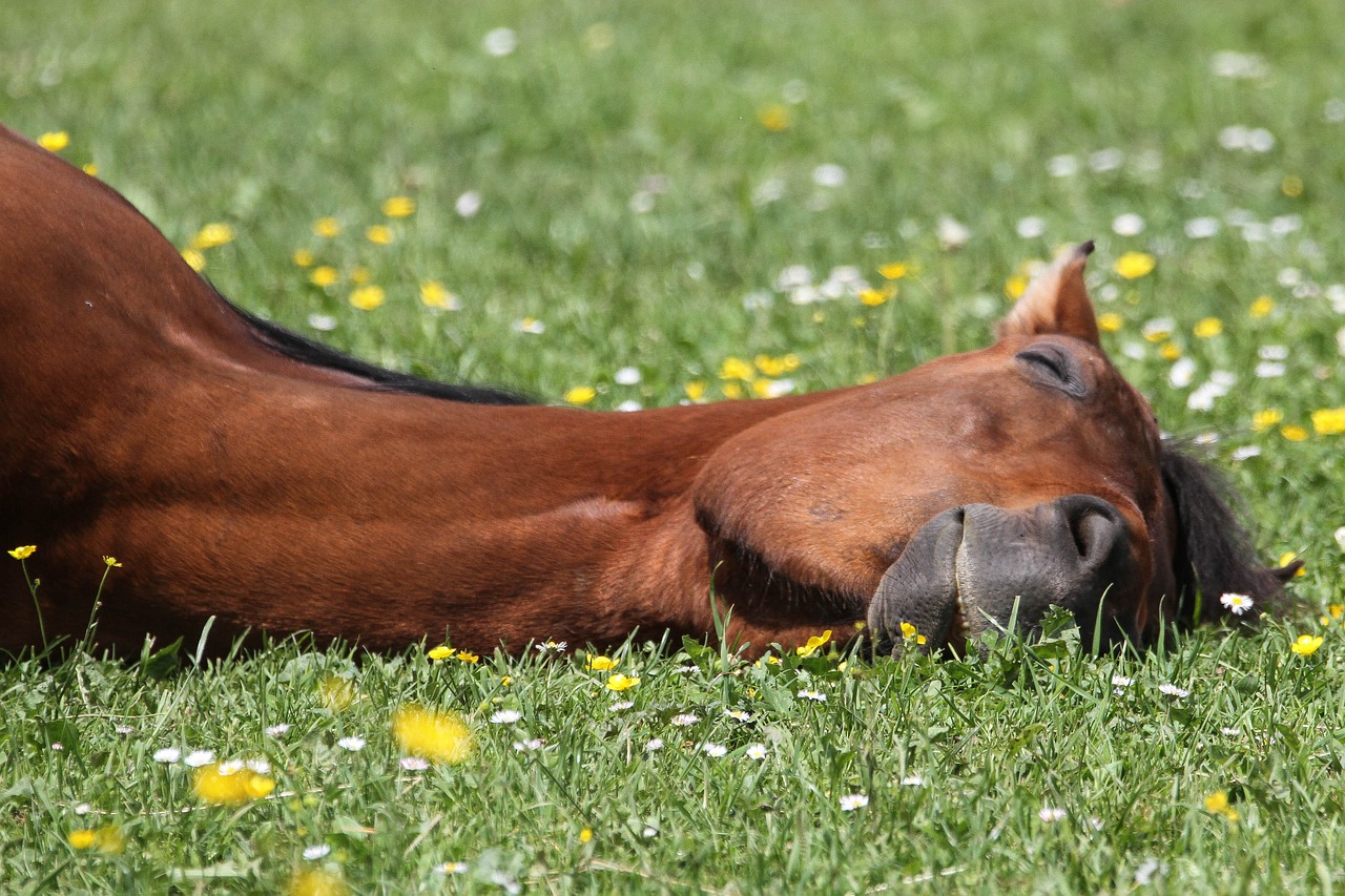 Les activités du cheval à  l'état naturel